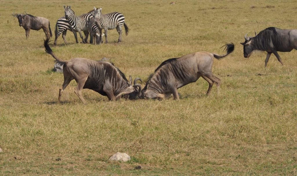 La meilleure période pour vivre un safari inoubliable en Tanzanie