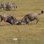 La meilleure période pour vivre un safari inoubliable en Tanzanie