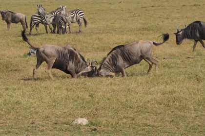 La meilleure période pour vivre un safari inoubliable en Tanzanie