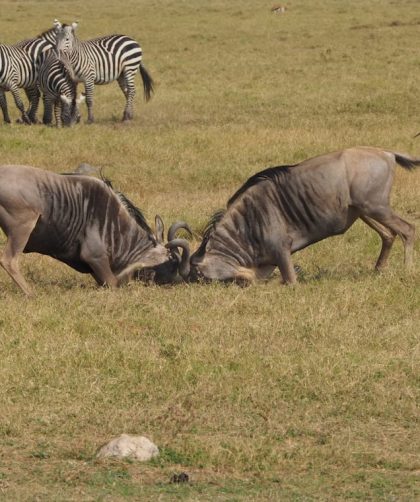 La meilleure période pour vivre un safari inoubliable en Tanzanie