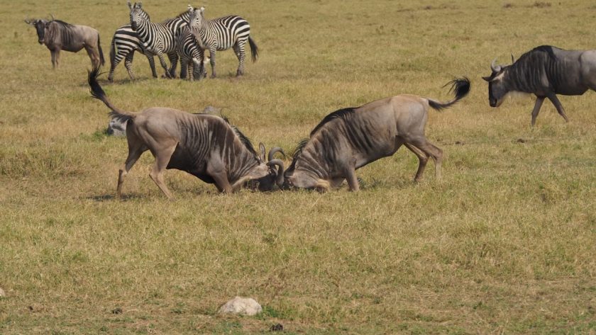 La meilleure période pour vivre un safari inoubliable en Tanzanie