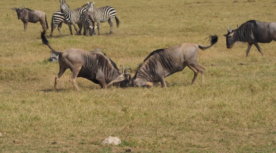 La meilleure période pour vivre un safari inoubliable en Tanzanie