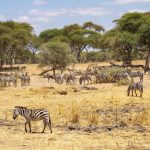 Itinéraire d’aventure en Tanzanie pour les amoureux de grands espaces