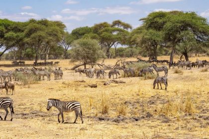 Itinéraire d’aventure en Tanzanie pour les amoureux de grands espaces