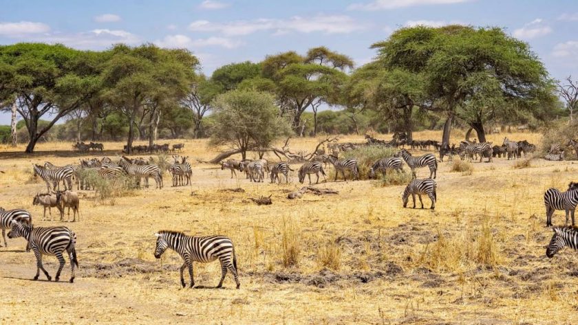 Itinéraire d’aventure en Tanzanie pour les amoureux de grands espaces