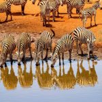 Les secrets d’un safari au Kenya inoubliable