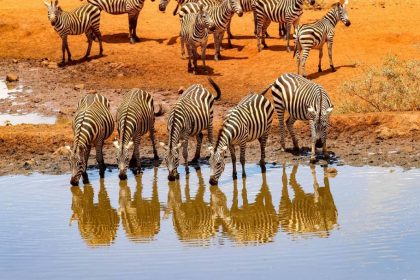 Les secrets d’un safari au Kenya inoubliable