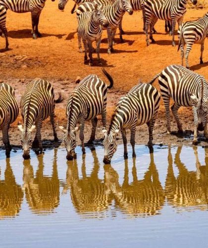 Les secrets d’un safari au Kenya inoubliable