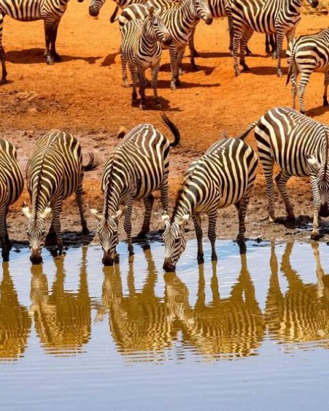 Les secrets d’un safari au Kenya inoubliable