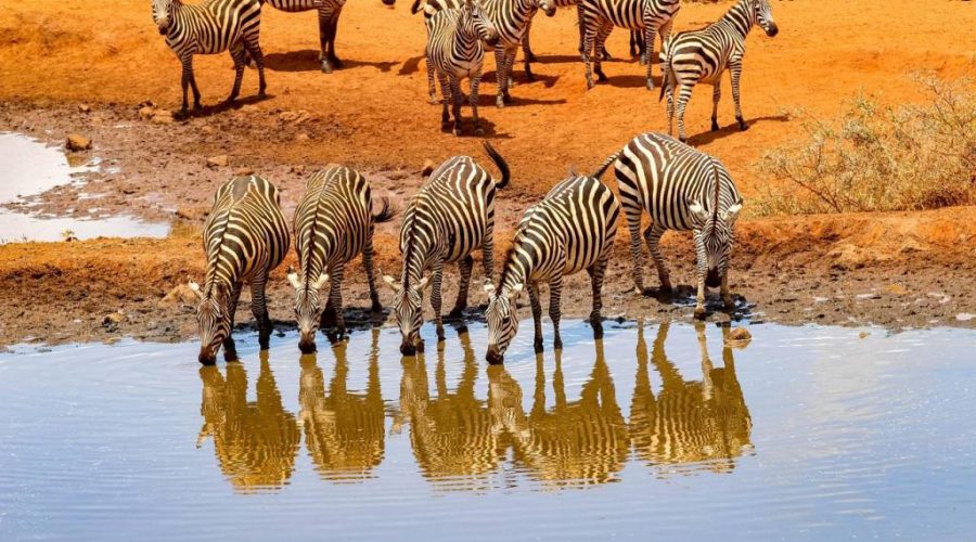 Les secrets d’un safari au Kenya inoubliable